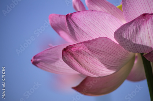 蓮の花