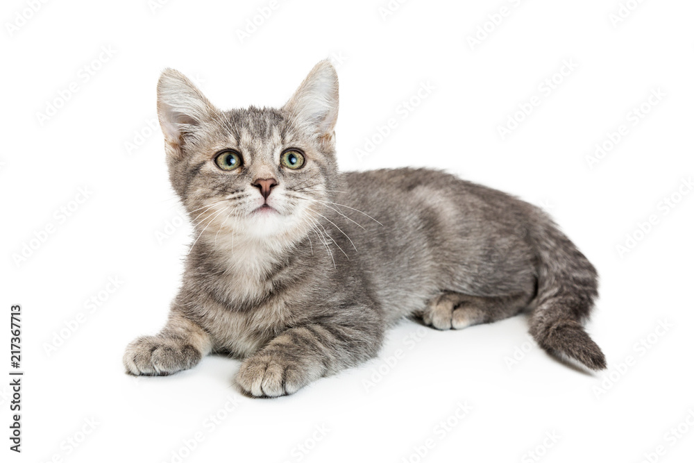 Fototapeta premium Young Grey Tabby Kitten Lying on White