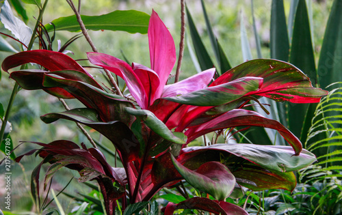 Plantes tropicales