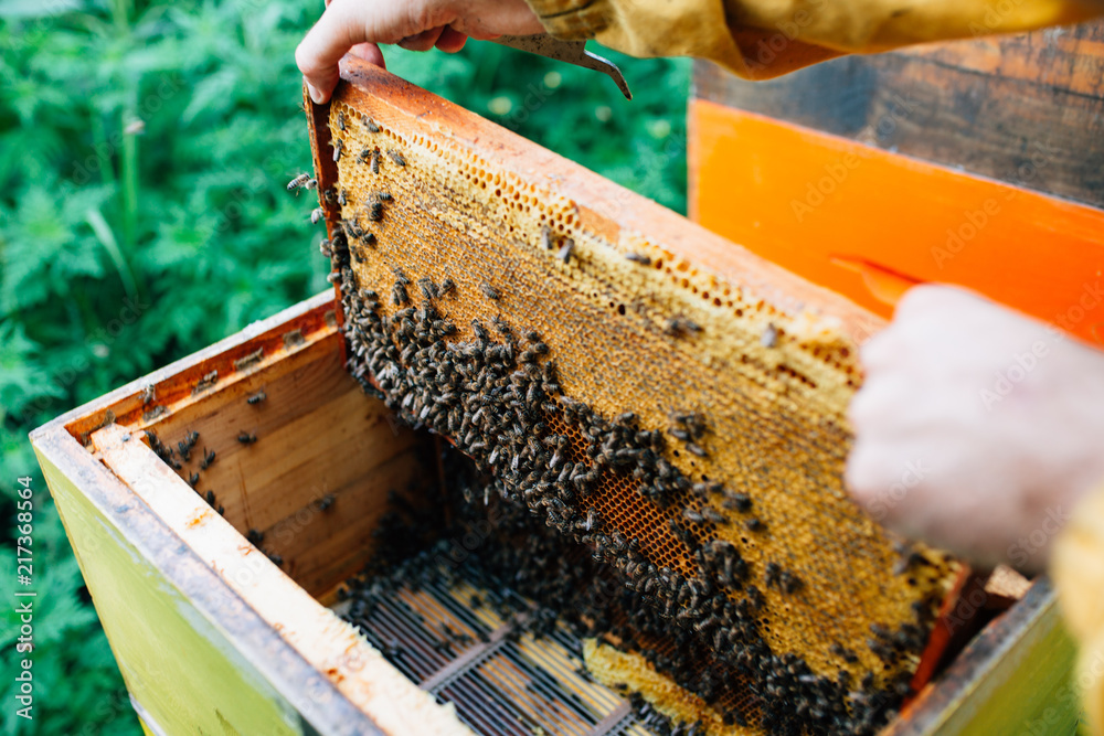 Collecting natural honey from beehive Collecting natural honey from beehive