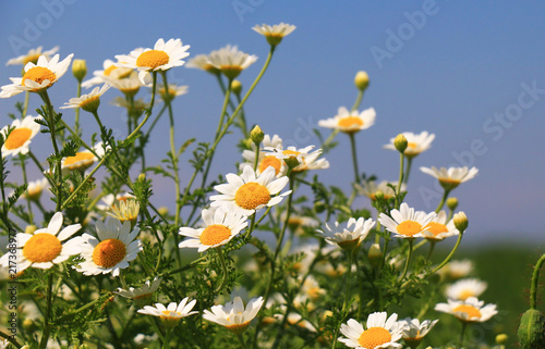 Fototapeta Naklejka Na Ścianę i Meble -  White Summer wildflowers