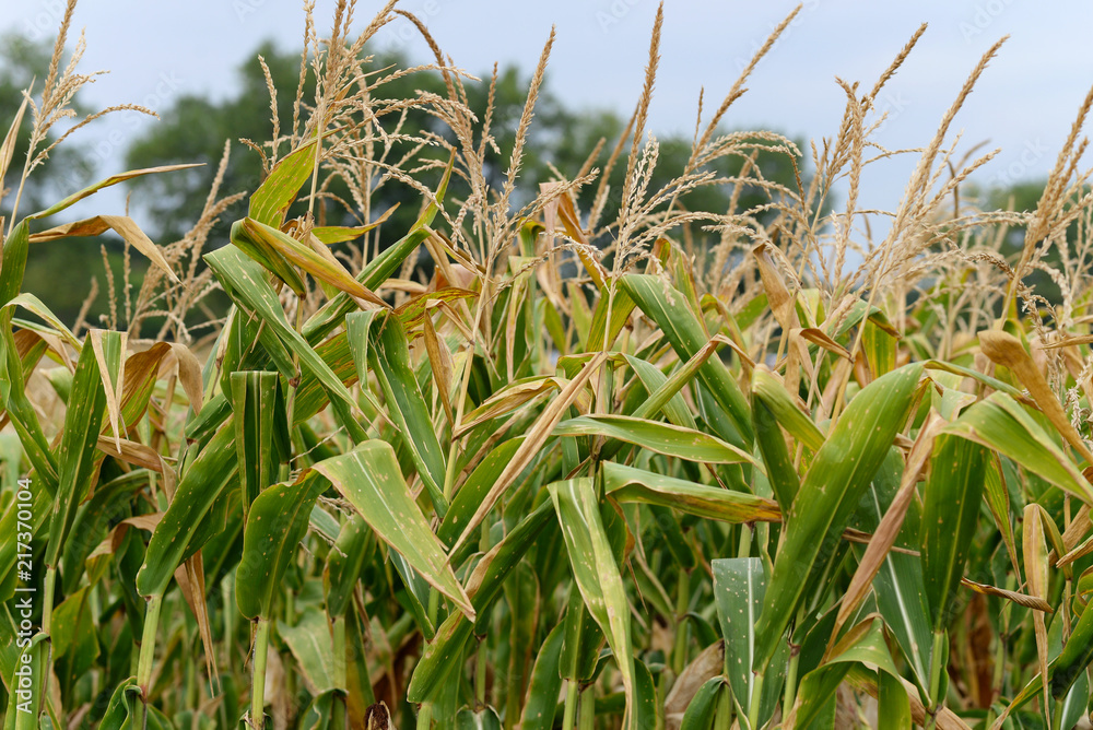 Naklejka premium Field of corn