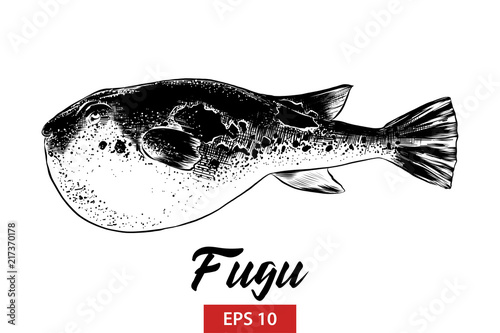 Vector engraved style illustration for posters, decoration and print. Hand drawn sketch of fugu fish in black isolated on white background. Detailed vintage etching style drawing.