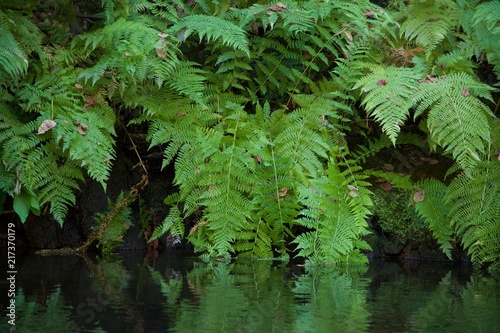 ferns resting on a reflected pool of water