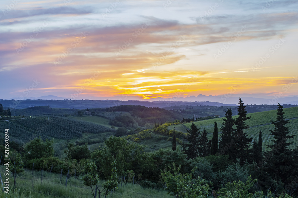 Fototapeta premium Traditional countryside and landscapes of beautiful Tuscany. Vineyards in Italy 
