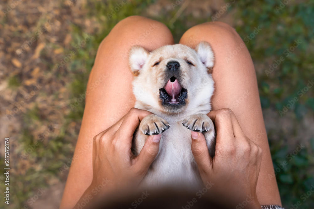 young cute small labrador retriever dog puppy with beautiful paws lies on persons legs getting cuddled with hand young cute small labrador retriever dog puppy with beautiful paws lies on persons legs getting cuddled with hand