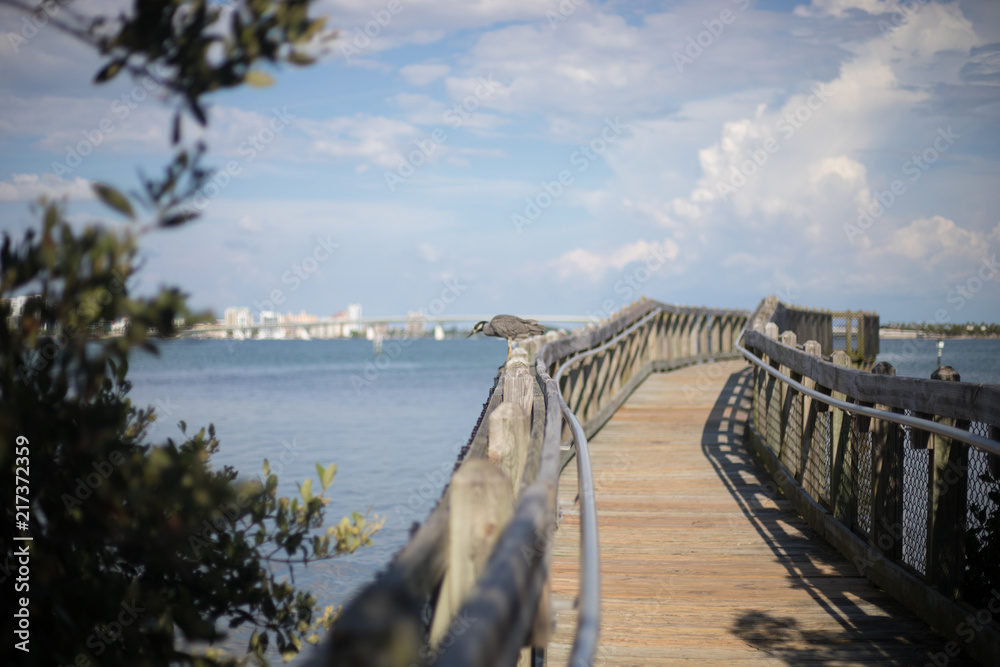 Peaceful Florida Boardwalk Pier with Wild Bird in front of Beautiful Downtown City