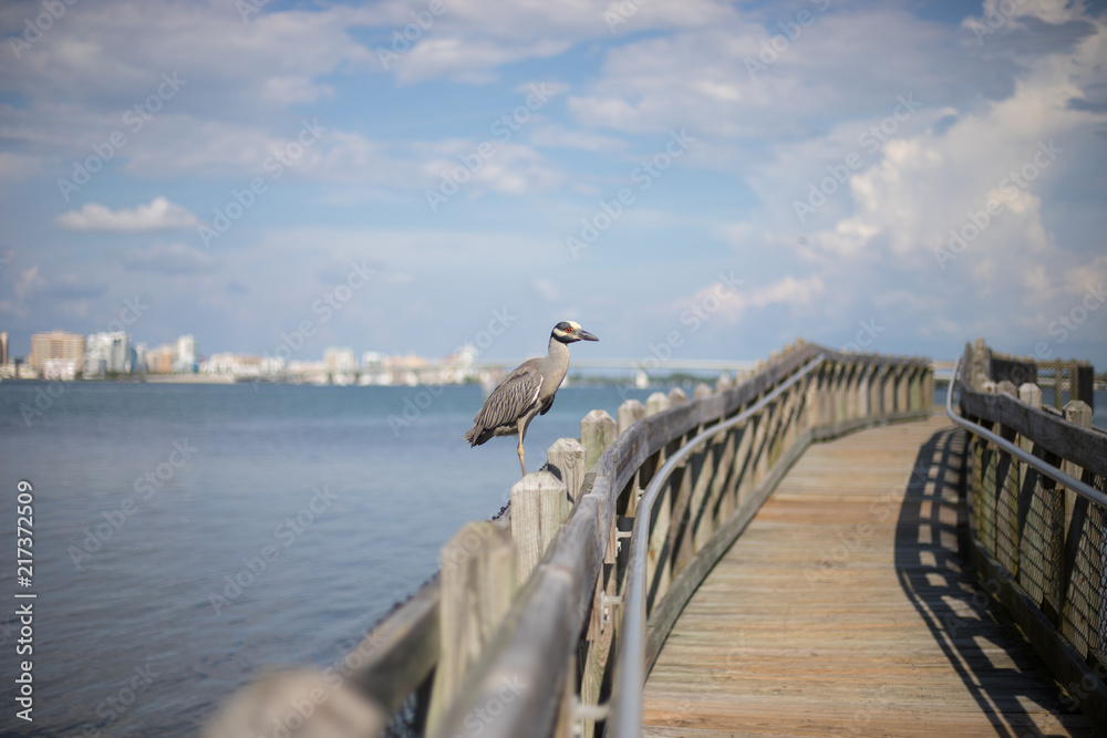 Peaceful Florida Boardwalk Pier with Wild Bird in front of Beautiful Downtown City Peaceful Florida Boardwalk Pier with Wild Bird in front of Beautiful Downtown City