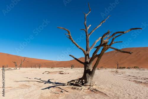Silhouette of dead trees in white deadvlei pan  Sossusvlei  Namib Naukluft National Park Namibia