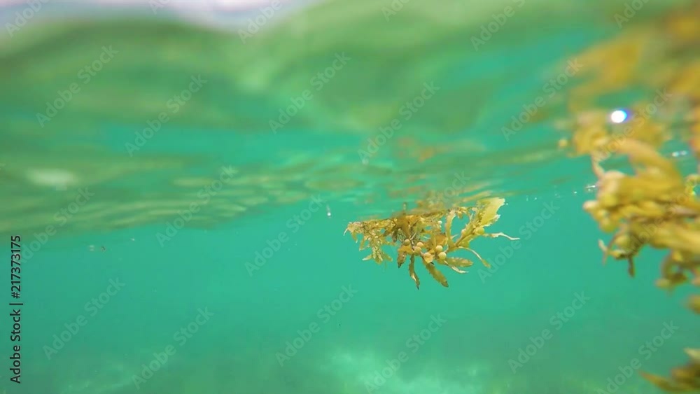 Swimming with Turtles in the ocean
