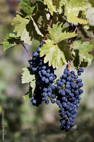 Close up of ripe red grapes ready for autumn harvest
Vineyard with grape-bearing vines.
Sangiovese , Vitis vinifera Sangiovese, wine grape. 
Native variety typical in central Italy - Tuscany