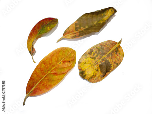 brown leaf isoled on white