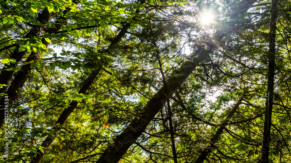 Obraz premium Sun Shining through Trees on Hill