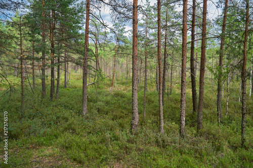 Pine forest scene. Kemeri National park  Latvia