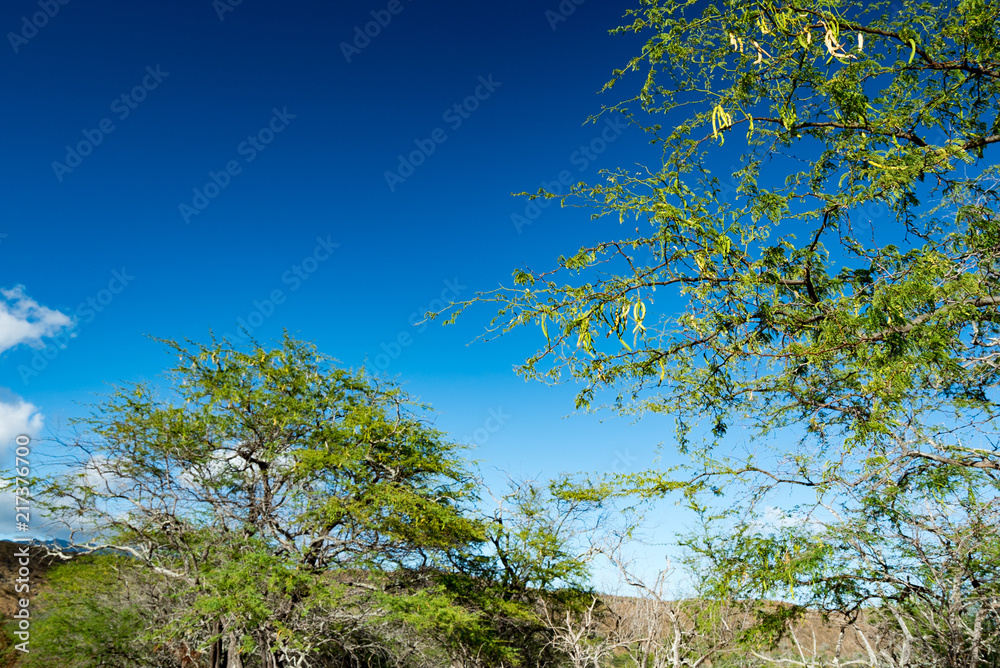 Fototapeta premium ダイヤモンドヘッド（Diamond Head State Monument)