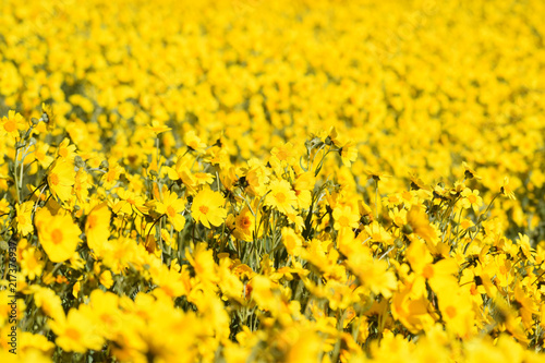 Yellow Daisy