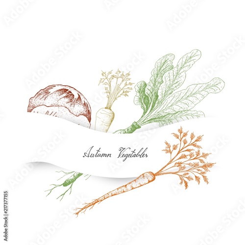 Hand Drawn Autumn Vegetables of Radicchio, Hamburg Parsley and Horseradish