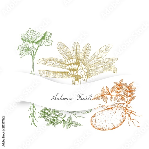Hand Drawn Autumn Vegetables of Ensete Banana, Parsnip and Potatoes