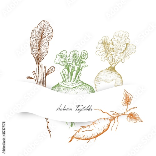 Autumn Vegetables of Radish, Rutabaga, Sweet Potato and Turnip photo