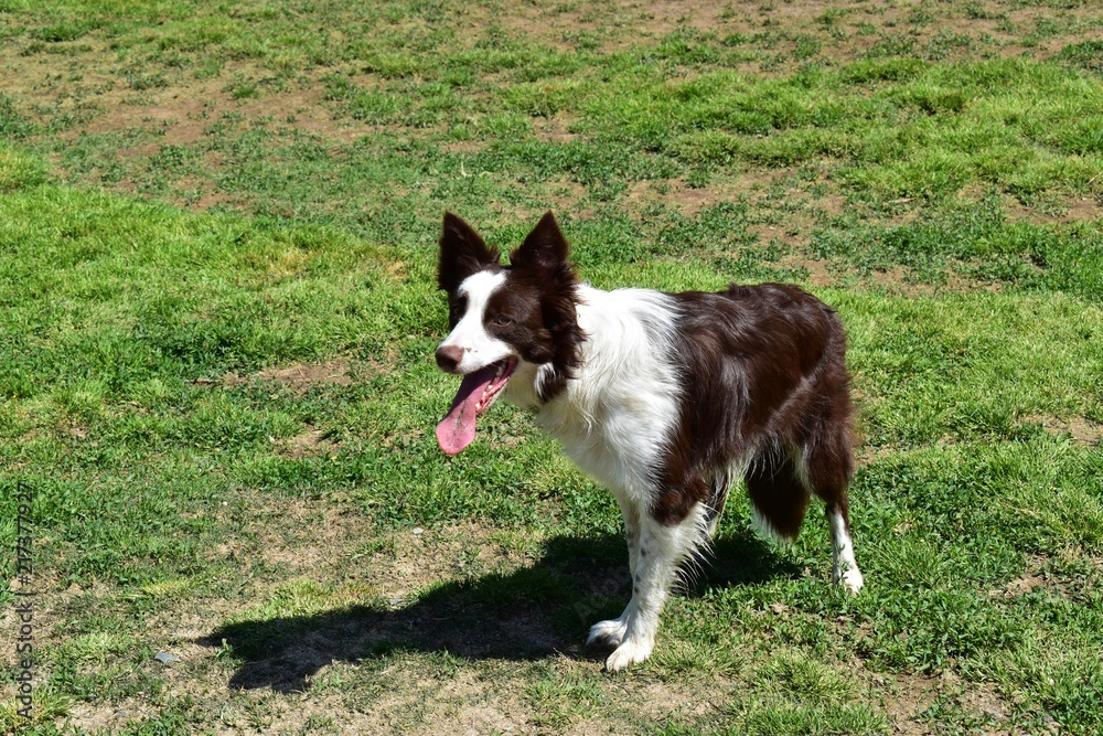 Dogs exercising and having fun at the dog park