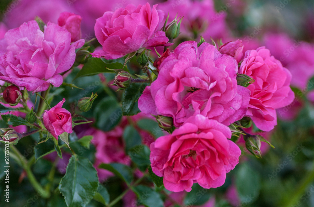 grade heidetraum bush of flowering pink roses in the number of five pieces with several buds, growing in the garden, summer day, close-up