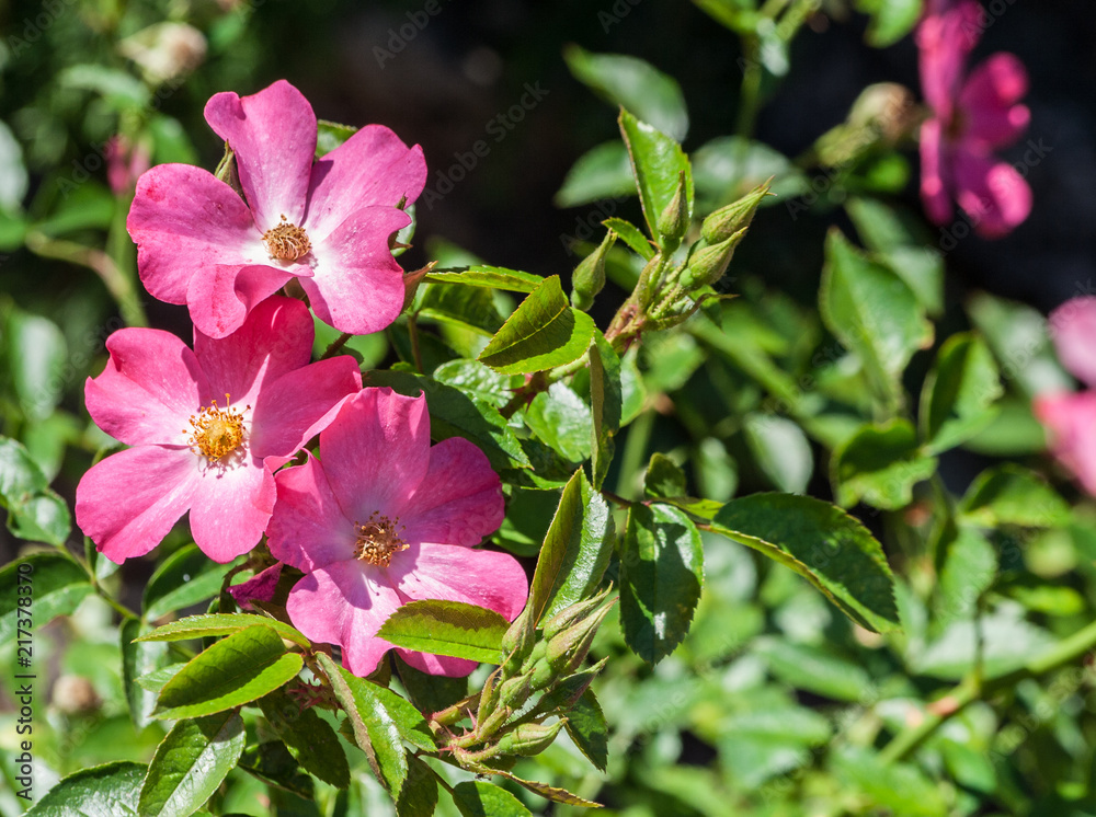 Obraz premium grade rosy carpet matador three pink flowers in bloom close-up at the edge of the photo, a sunny summer day, the sun illuminates the flowers, brightly green leaves