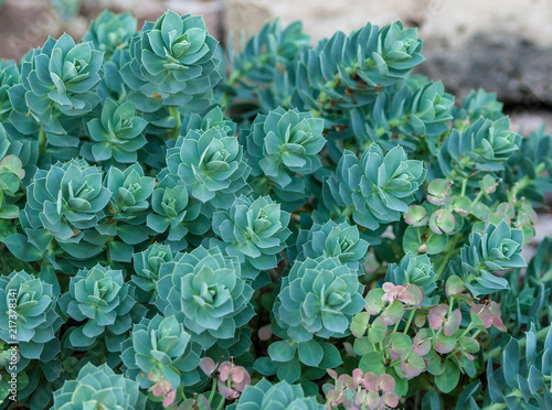 blue euphorbia myrsinites grows in the stones, summer day, bright dense leaves, succulent in the natural environment