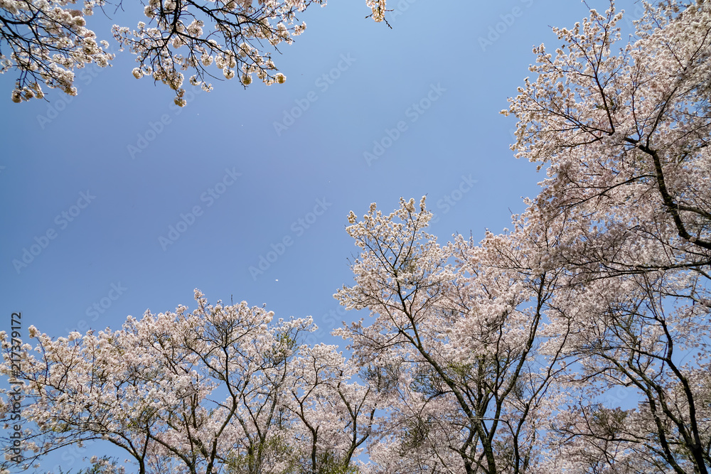 桜　安芸ダム