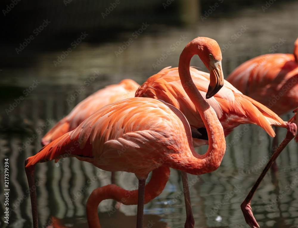 Obraz premium flamingo has spotted your approach