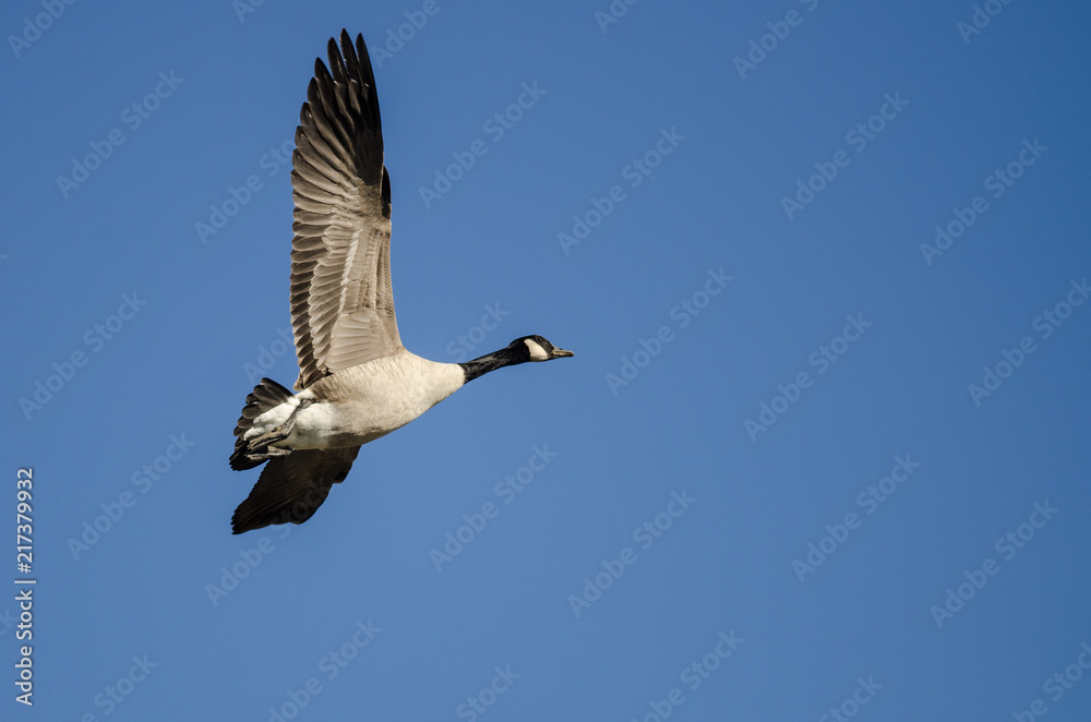 Lone Canada Goose Flying in a Blue Sky