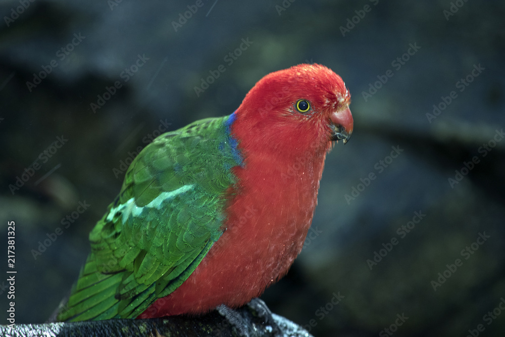 Australian king parrot