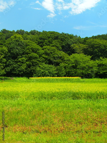 田んぼと林風景