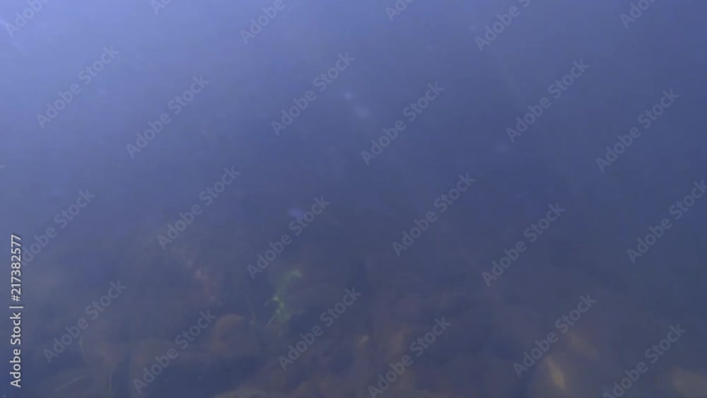 Alone Rainbow Trout Swimming Under Sunny Reflections Alone Rainbow Trout Swimming Under Sunny Reflections