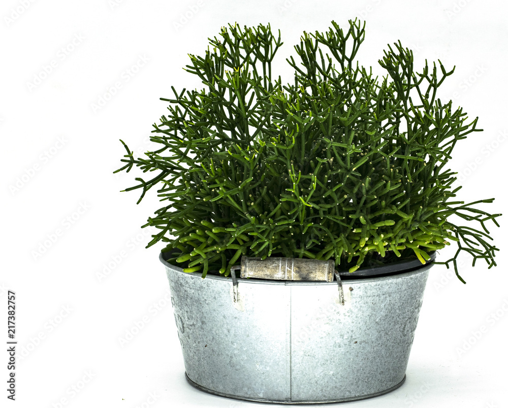 Potted plant isolated in white background Potted plant isolated in white background