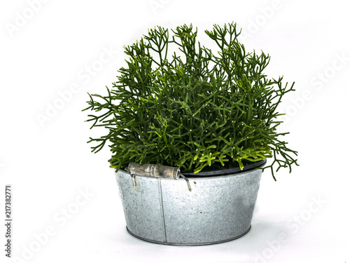 Bush succulent on metal pot
