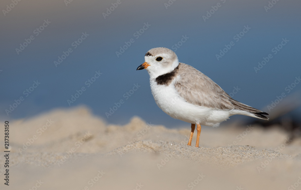 Obraz premium Piping Plover