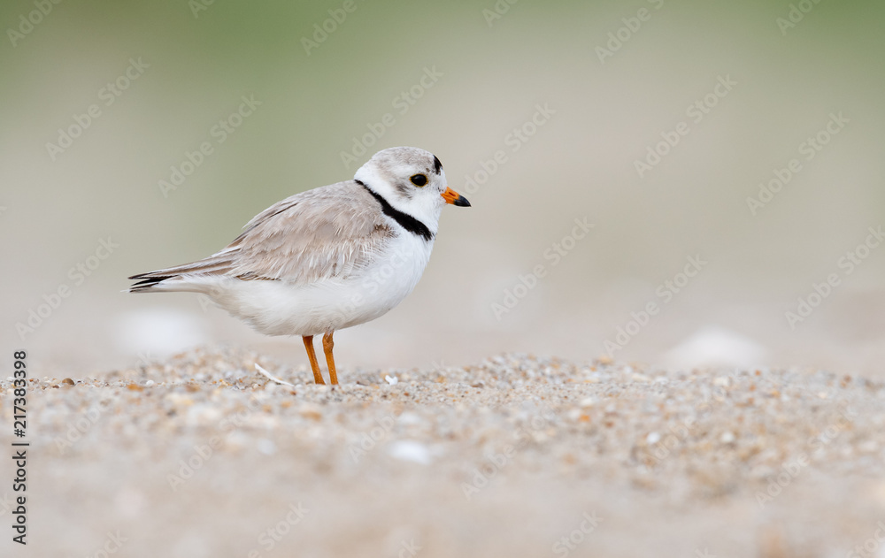 Fototapeta premium Piping Plover