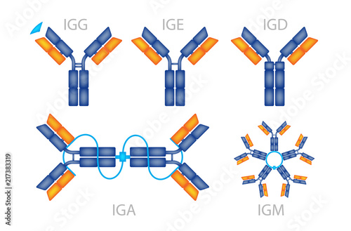 Antibodies antigen various forms on white background vector