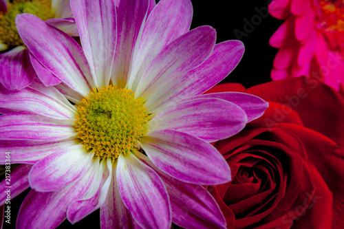 Fototapeta Naklejka Na Ścianę i Meble -  Dahlia and Rose