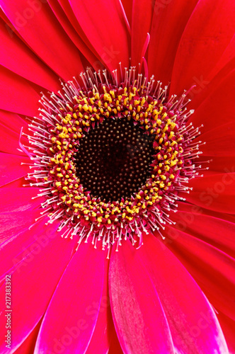 Fototapeta Naklejka Na Ścianę i Meble -  Dahlia Close Up