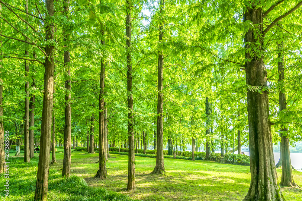 Grass and green woods in the park Grass and green woods in the park
