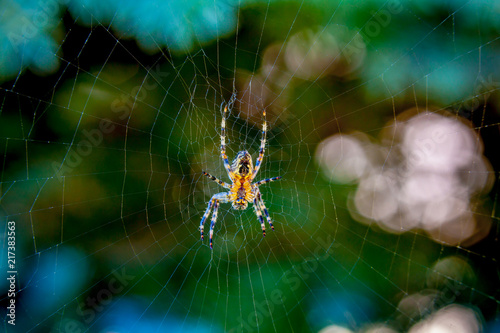 spider in orb web