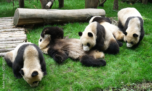 Fototapeta Naklejka Na Ścianę i Meble -  close up on giant pandas playing outdoor on the meadow