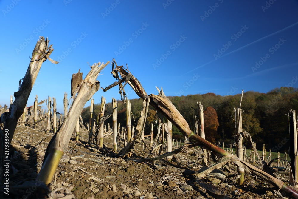 Corn stems in the ground after the harvest autumn Corn stems in the ground after the harvest autumn