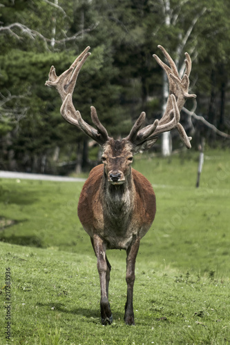 Deer at Parc Omega © Ryker