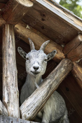 Goat at Parc Omega