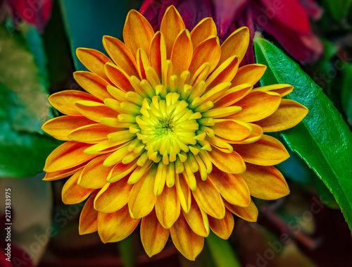 Fototapeta Naklejka Na Ścianę i Meble -  Orange Dahlia