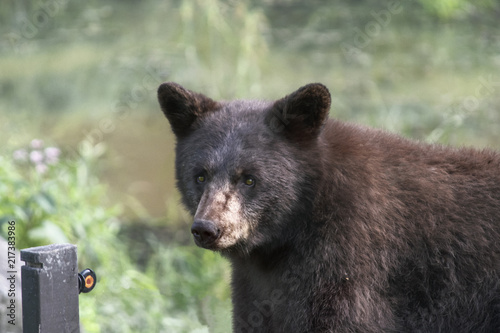 Cinnamon Bear