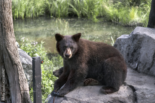 Cinnamon Bear