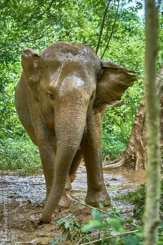 Elephant mud bath